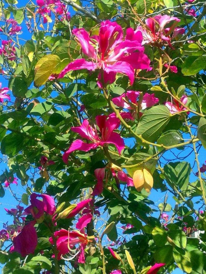 红花海棠一手货源自家苗圃绿化种植大量批发