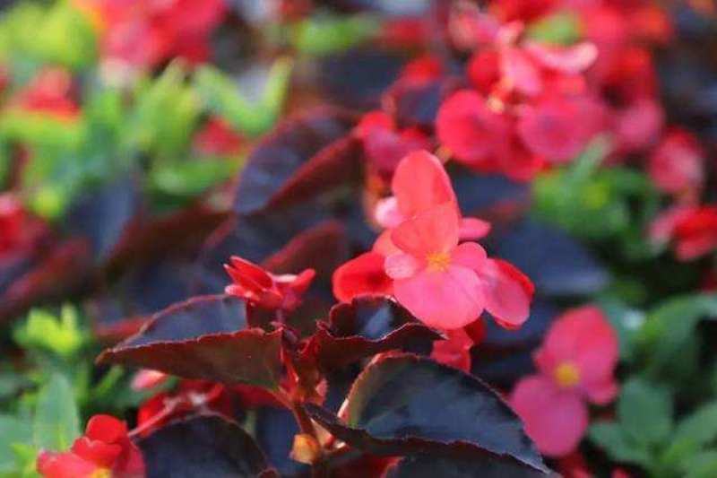 红花海棠一手货源自家苗圃绿化种植大量批发