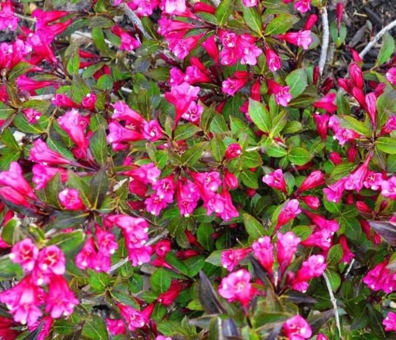 红花海棠一手货源自家苗圃绿化种植大量批发
