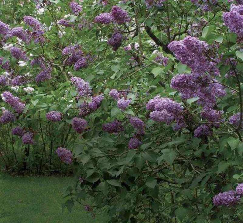紫丁香一手货源自家苗圃绿化种植大量批发