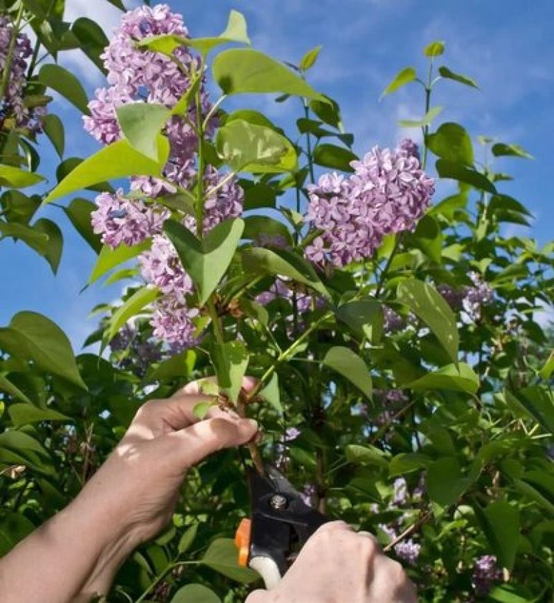 紫丁香一手货源自家苗圃绿化种植大量批发