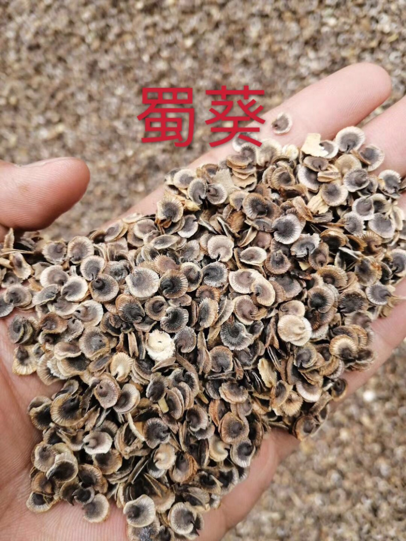 蜀葵种子，药用，种子两用