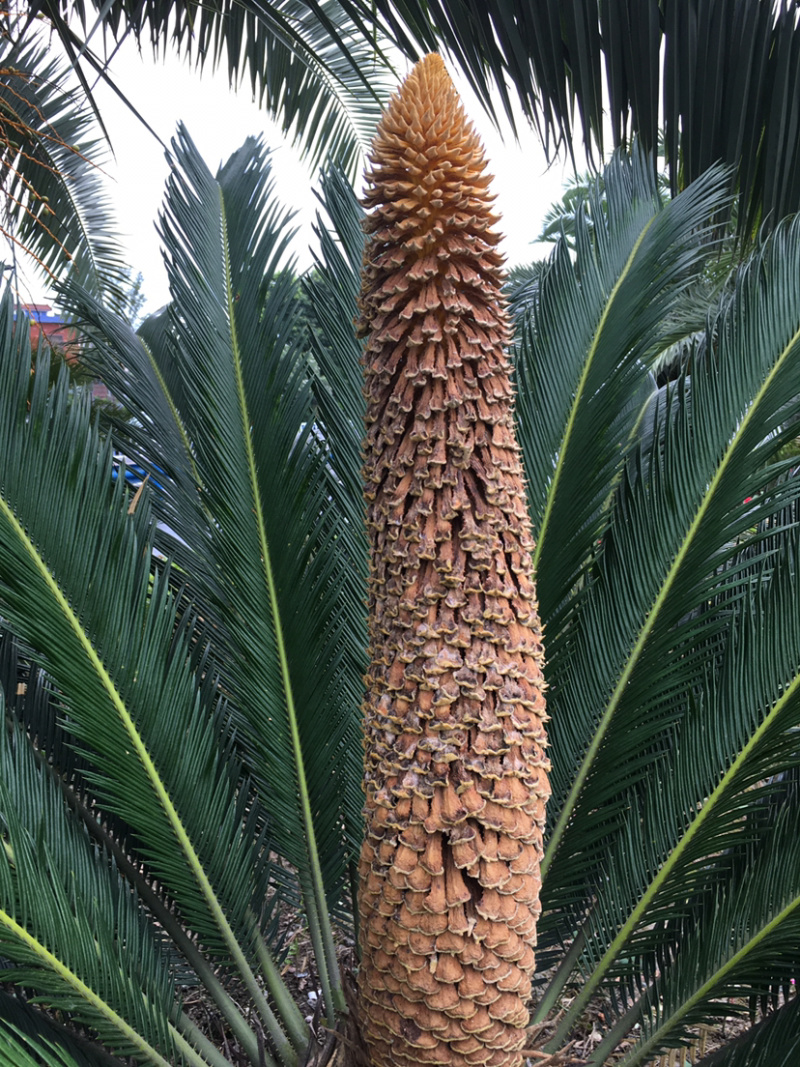 中药材（铁树花）公花，母花