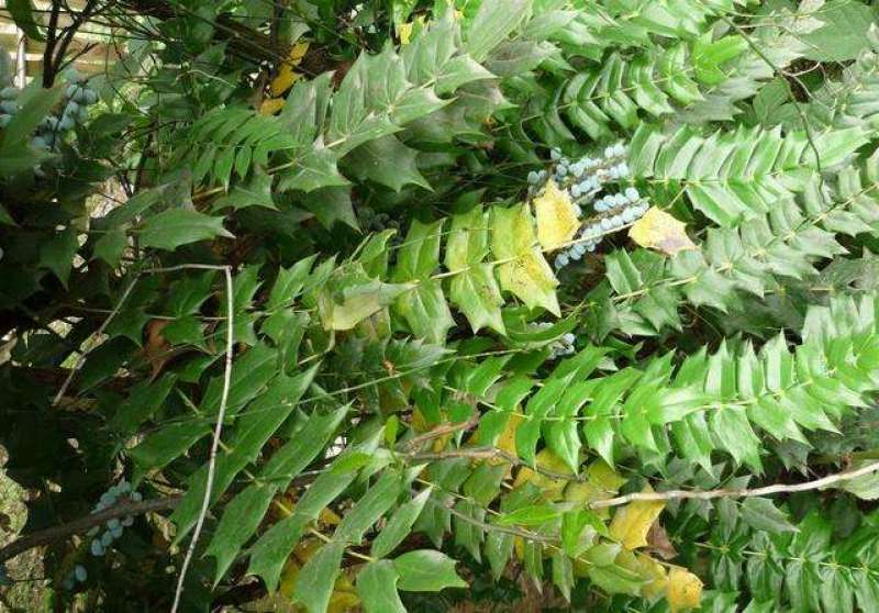 十大功劳..一手货源自家苗圃绿化种植大量批发