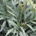 十大功劳..一手货源自家苗圃绿化种植大量批发