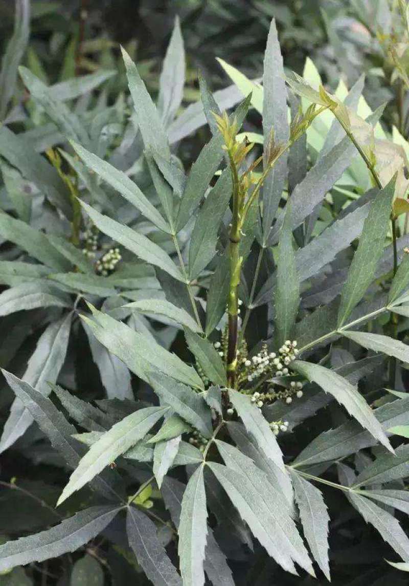 十大功劳..一手货源自家苗圃绿化种植大量批发