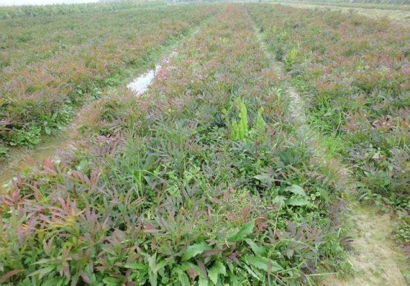 十大功劳..一手货源自家苗圃绿化种植大量批发