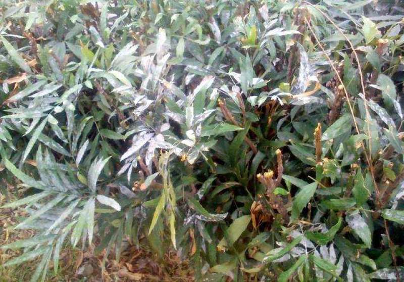 十大功劳..一手货源自家苗圃绿化种植大量批发