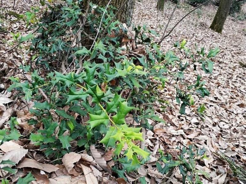 十大功劳..一手货源自家苗圃绿化种植大量批发