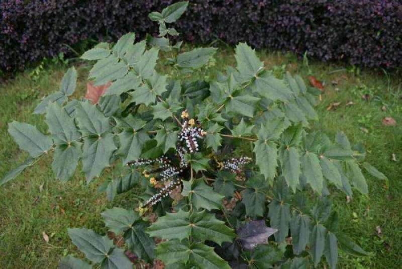 十大功劳..一手货源自家苗圃绿化种植大量批发