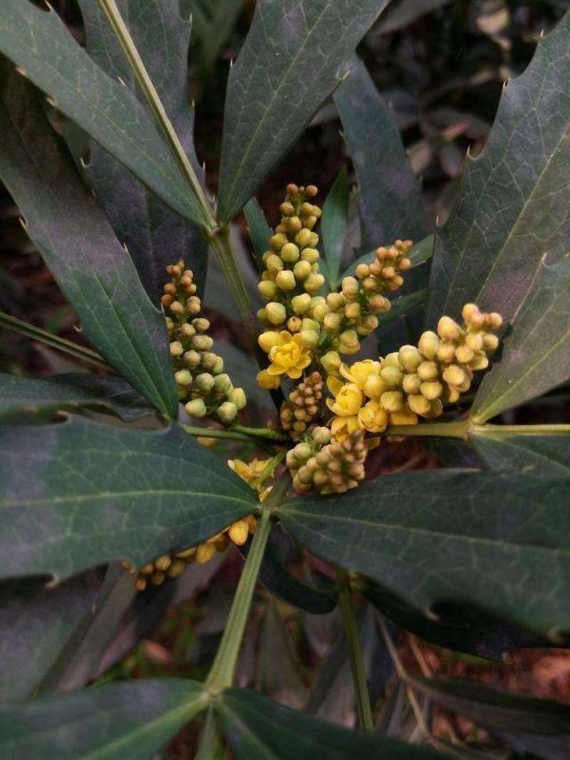 十大功劳..一手货源自家苗圃绿化种植大量批发