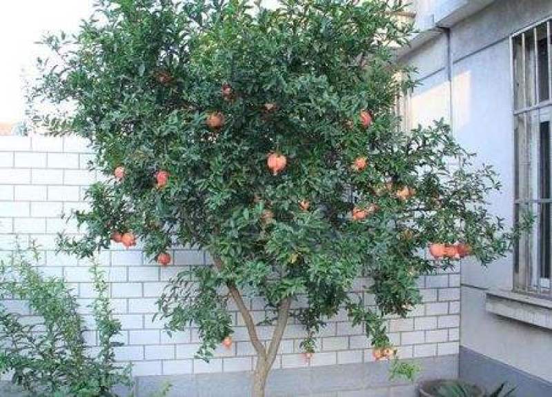 石榴树..一手货源自家苗圃绿化种植大量批发