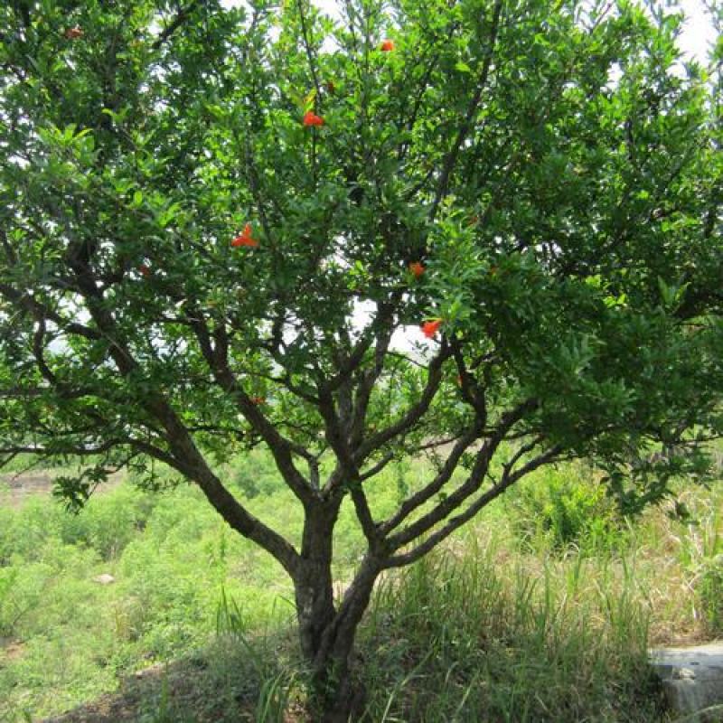 石榴树..一手货源自家苗圃绿化种植大量批发