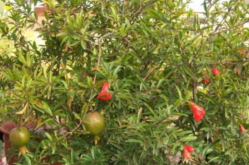 石榴树..一手货源自家苗圃绿化种植大量批发