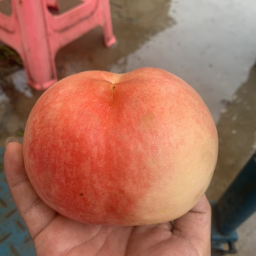 大量中熹妃九号下树了