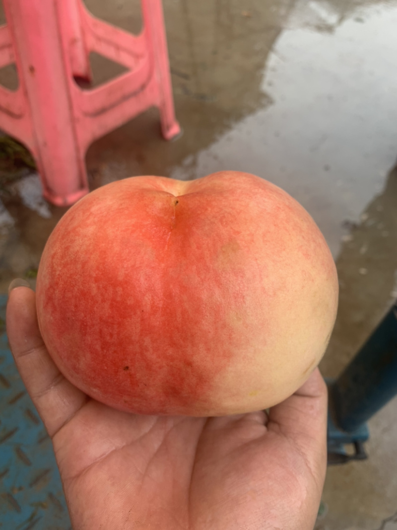 大量中熹妃九号下树了