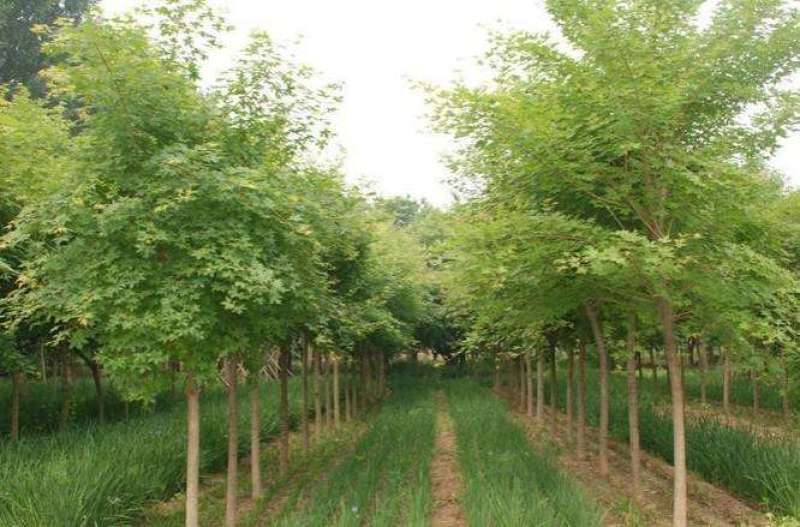 三角枫一手货源自家苗圃绿化种植大量批发