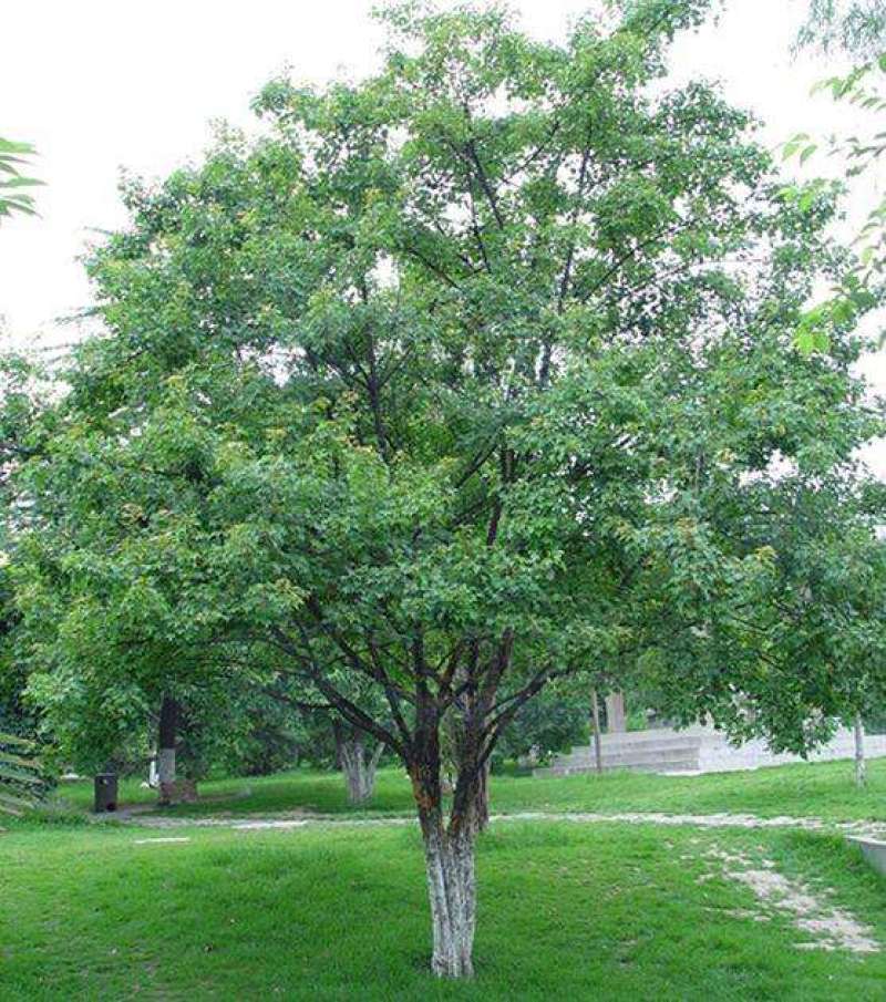 三角枫一手货源自家苗圃绿化种植大量批发
