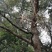 三角枫一手货源自家苗圃绿化种植大量批发