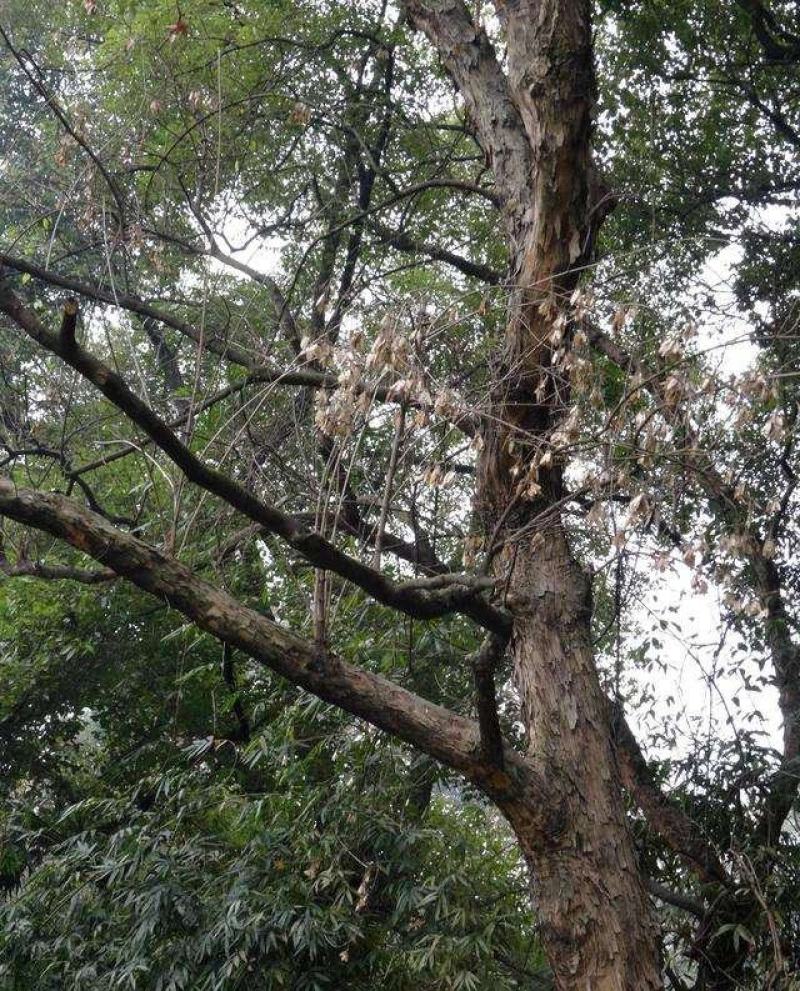 三角枫一手货源自家苗圃绿化种植大量批发