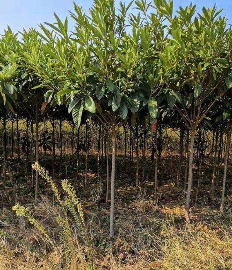 三角枫一手货源自家苗圃绿化种植大量批发