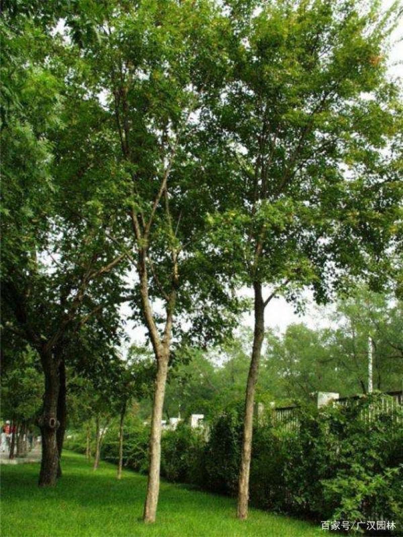三角枫一手货源自家苗圃绿化种植大量批发