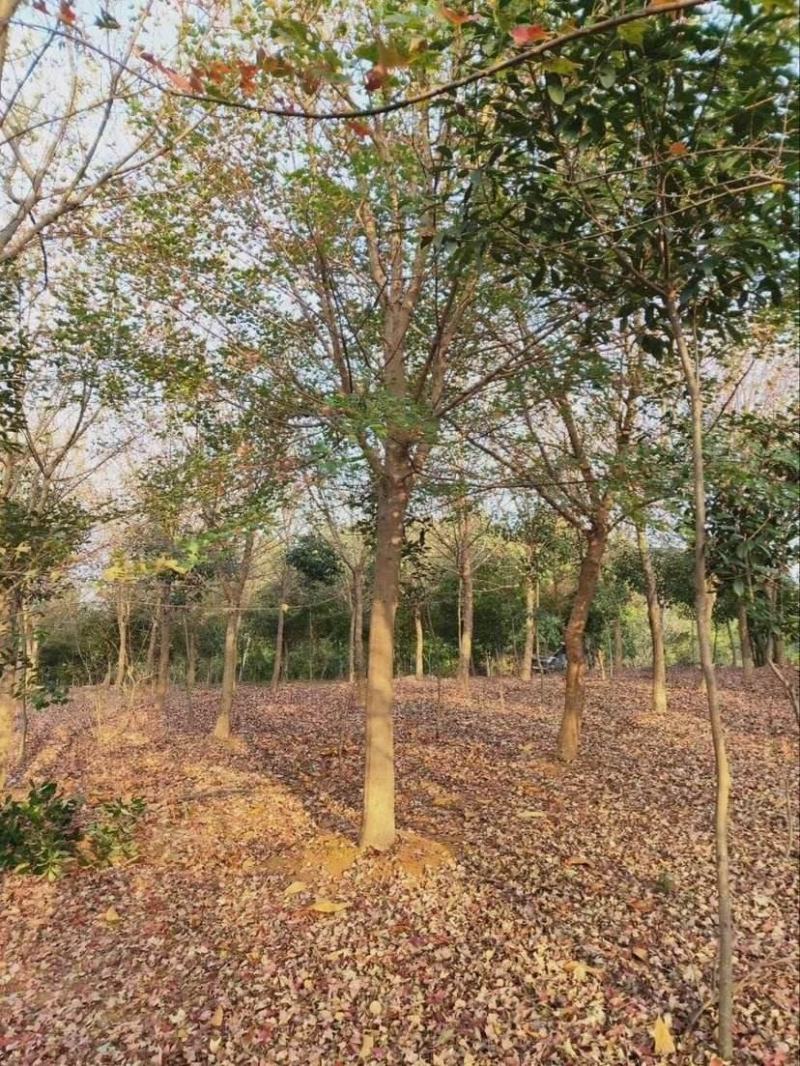 三角枫一手货源自家苗圃绿化种植大量批发