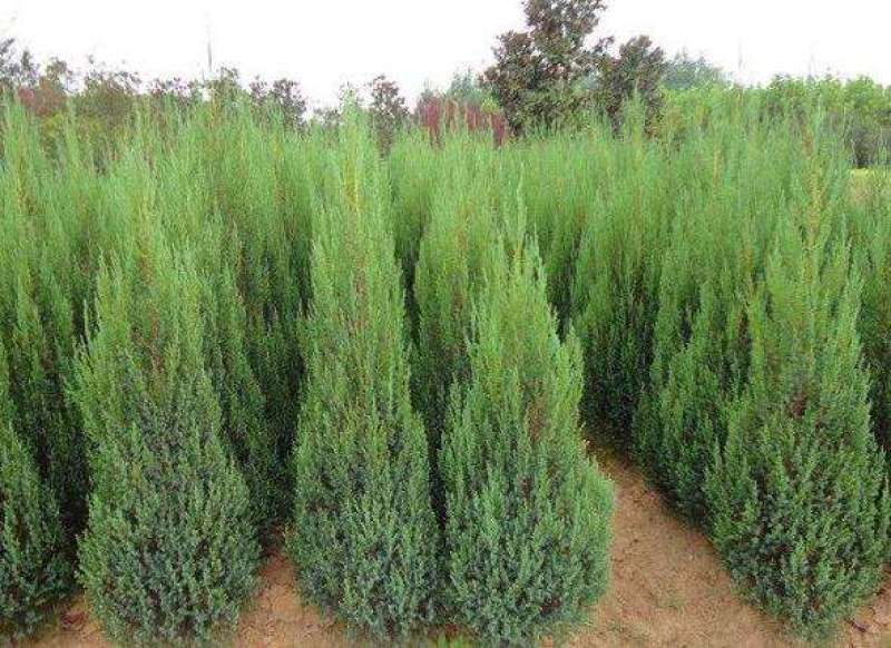 桧柏..一手货源自家苗圃绿化种植大量批发