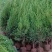 桧柏..一手货源自家苗圃绿化种植大量批发