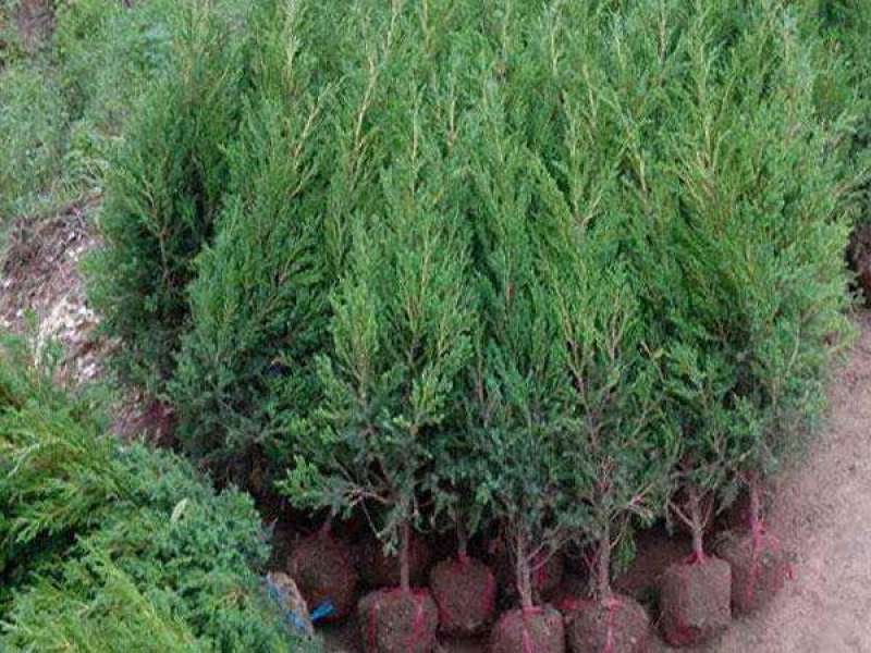 桧柏..一手货源自家苗圃绿化种植大量批发