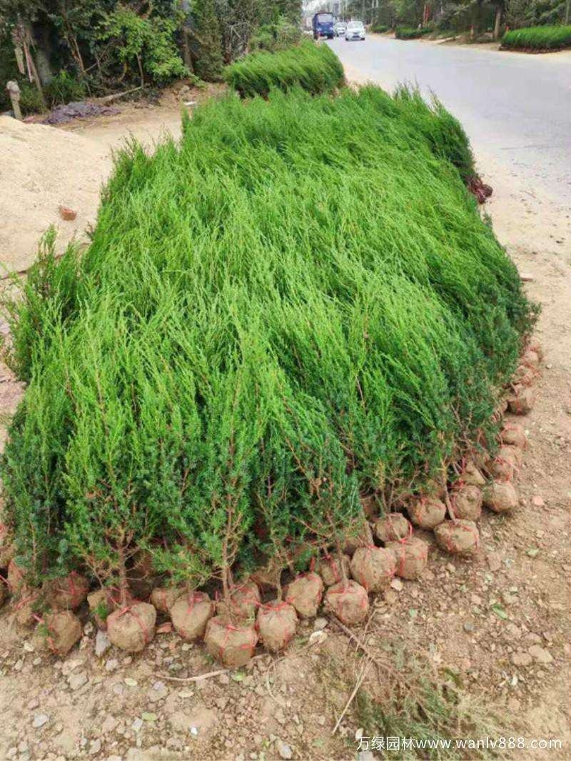 桧柏..一手货源自家苗圃绿化种植大量批发