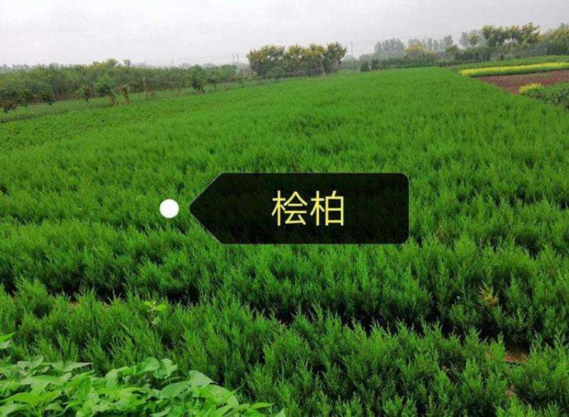 桧柏..一手货源自家苗圃绿化种植大量批发