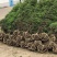 桧柏..一手货源自家苗圃绿化种植大量批发
