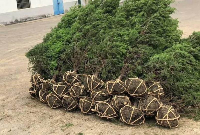 桧柏..一手货源自家苗圃绿化种植大量批发