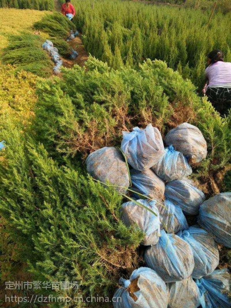 桧柏..一手货源自家苗圃绿化种植大量批发