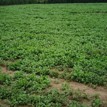 大量大叶精品香菜高度颜色颗度没的说