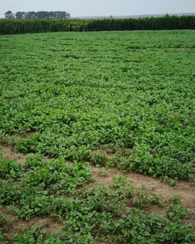 大量大叶精品香菜高度颜色颗度没的说