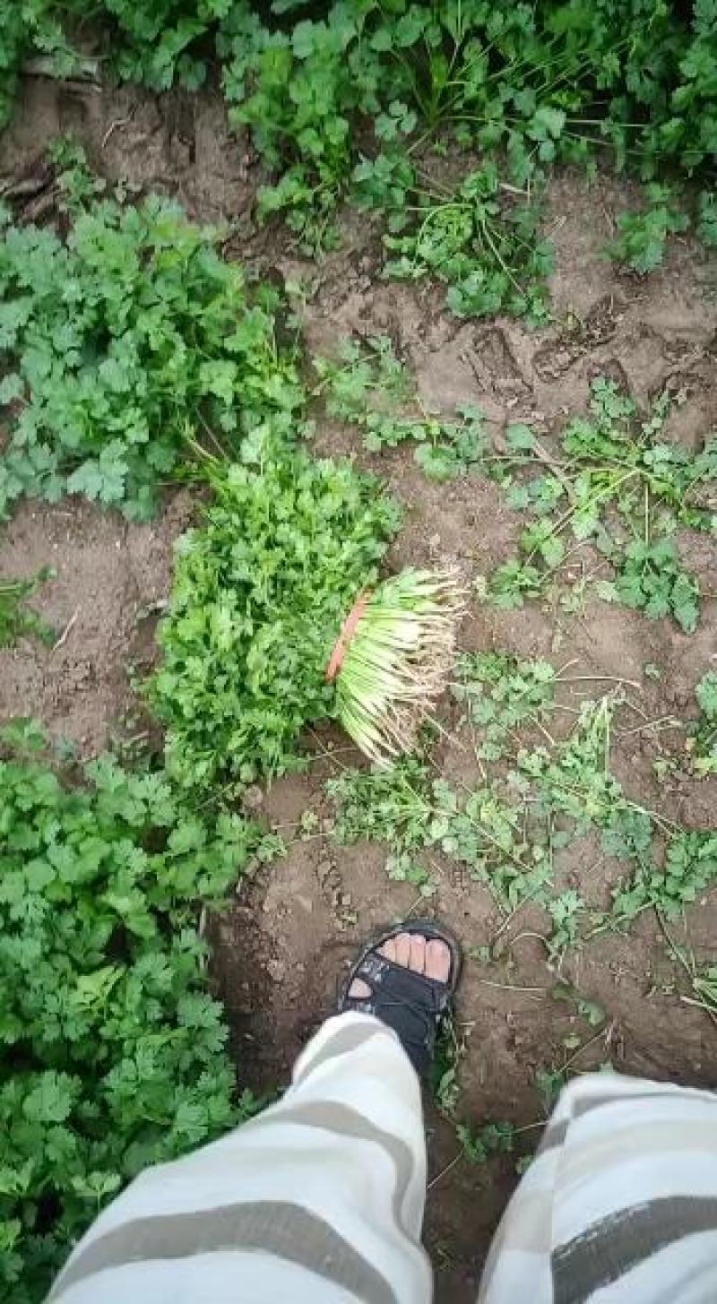 大量大叶精品香菜高度颜色颗度没的说