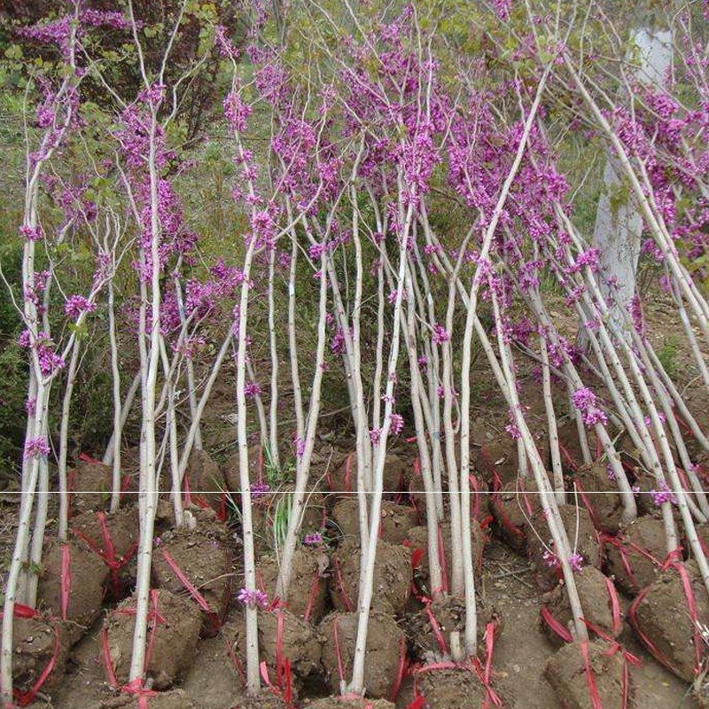 紫荆紫荆，别墅镇宅名贵庭院绿化植物四季风景树