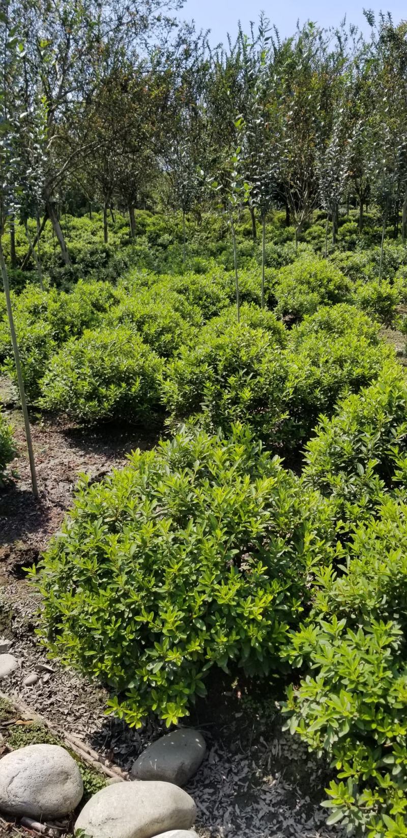 杜鹃球春鹃球80公分夏鹃球1米杜鹃球基地