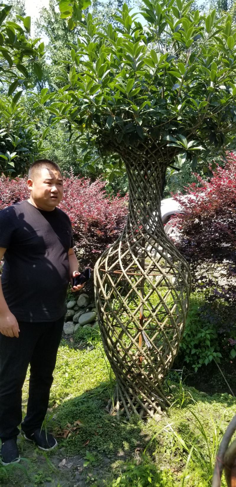 桂花花瓶丹桂花瓶1.5到2米桂花花瓶桂花造型