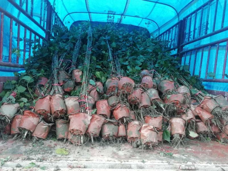 灯笼花2米高吊钟花蔓性风铃基地灯笼花3米