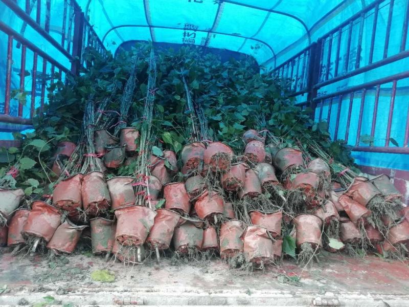灯笼花2米高吊钟花蔓性风铃基地灯笼花3米