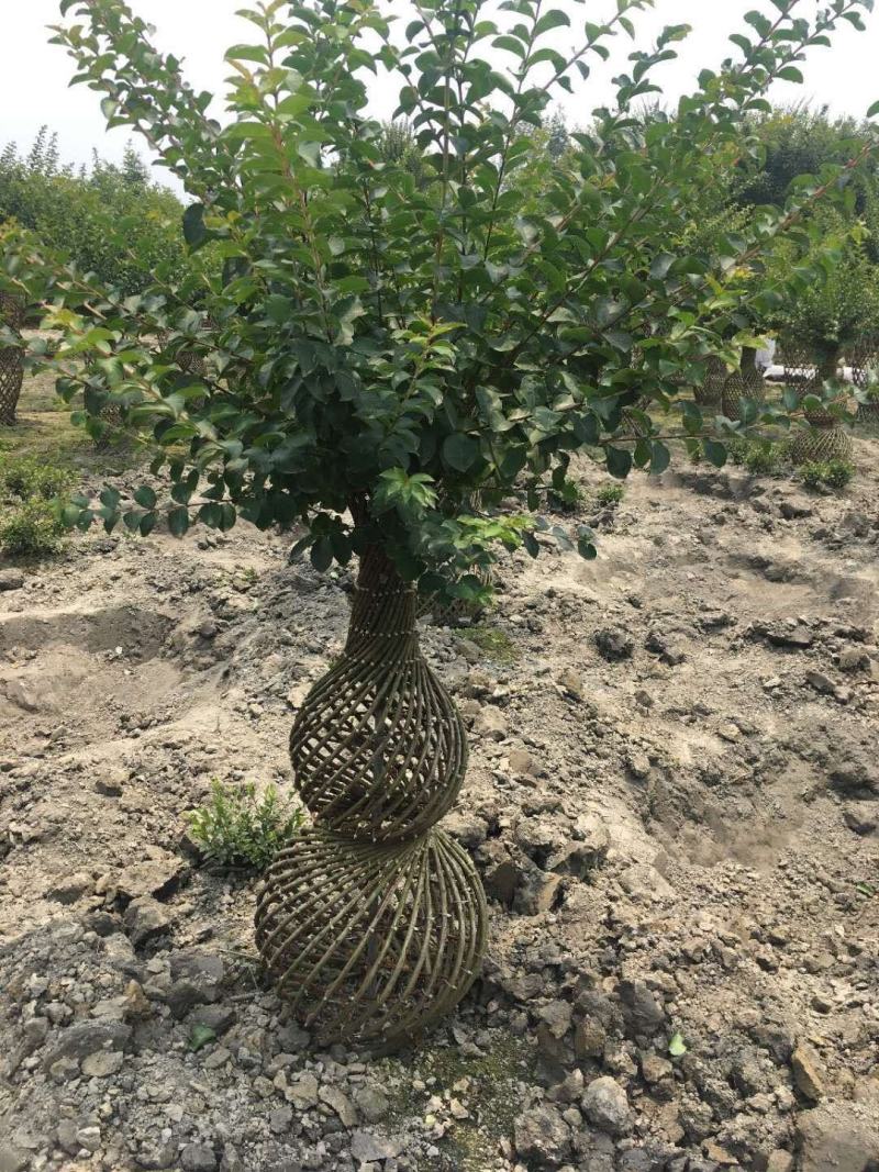 紫薇花瓶价格紫薇花瓶基地紫薇花瓶生产基地