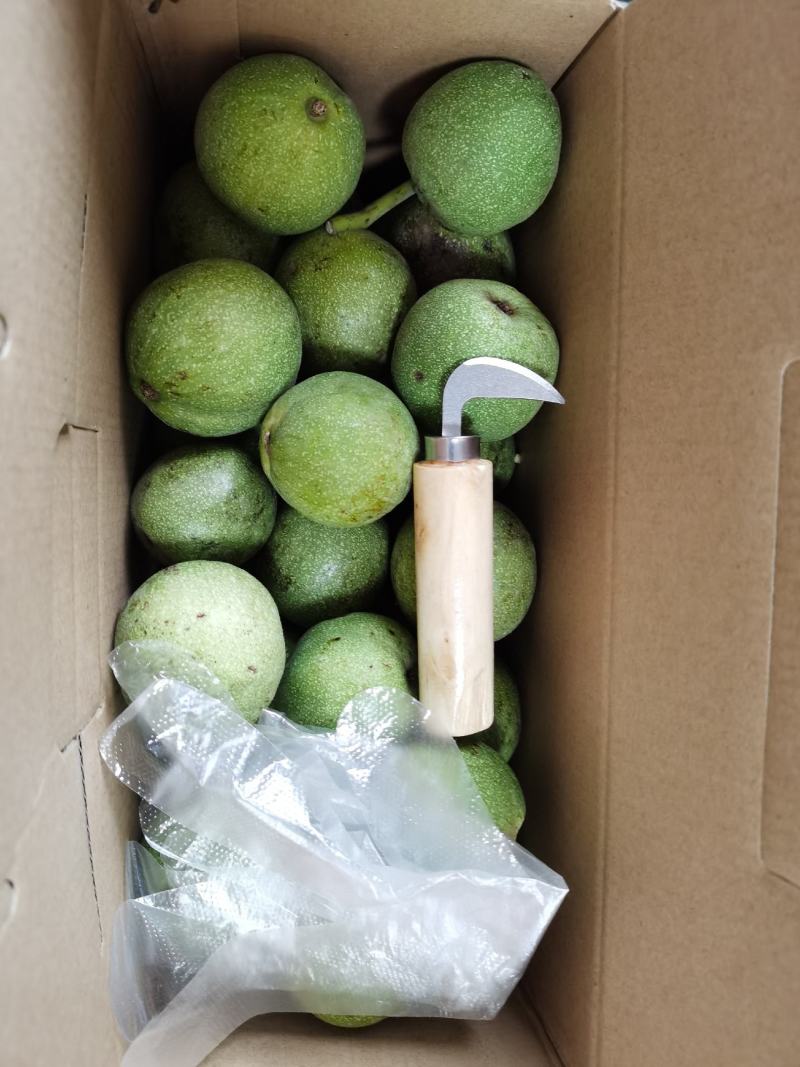 新鲜青皮核桃去皮鲜核桃现摘现发带工具。