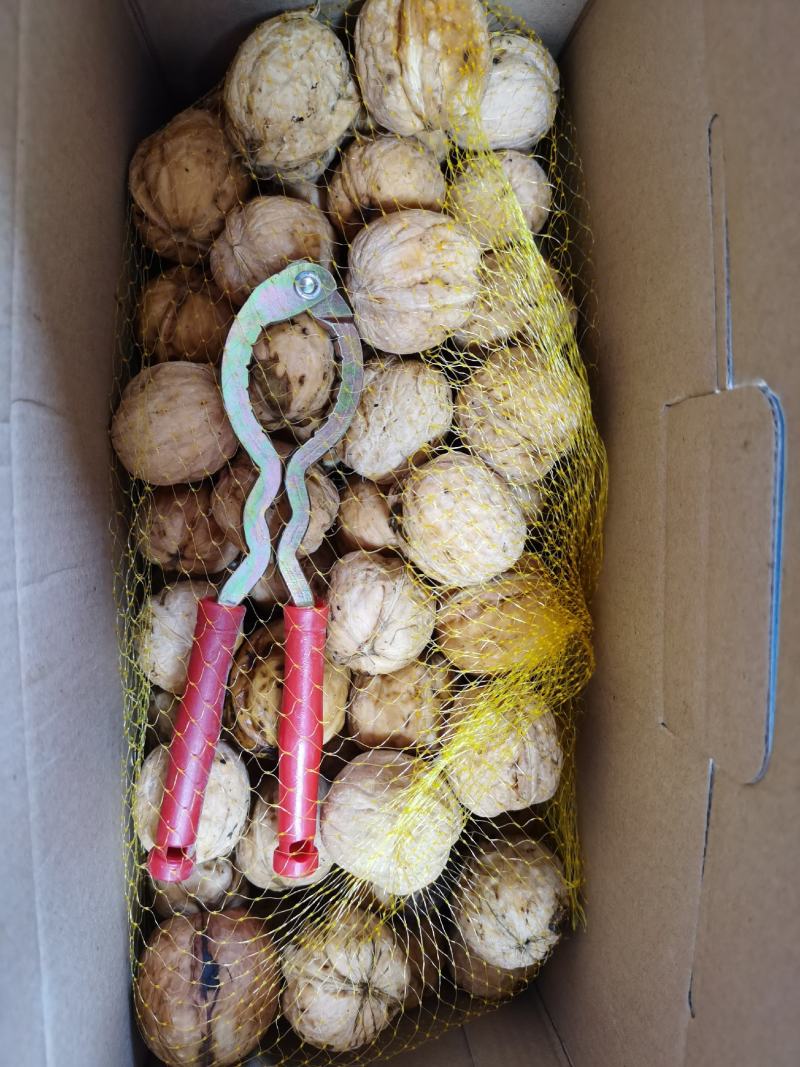 新鲜青皮核桃去皮鲜核桃现摘现发带工具。