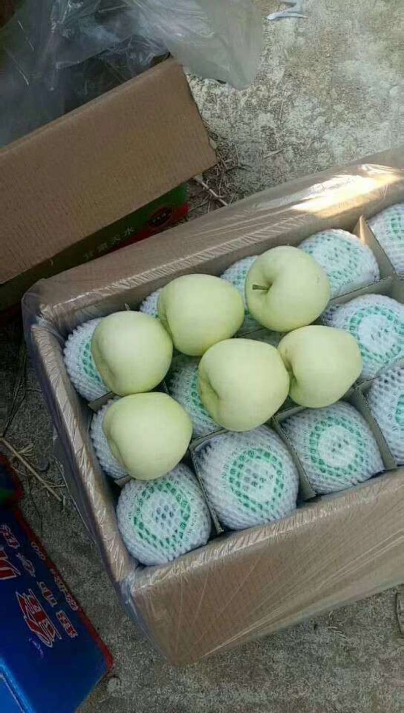 绥中纸袋黄金帅冷库开始大量出库欢迎全国市场客商采购