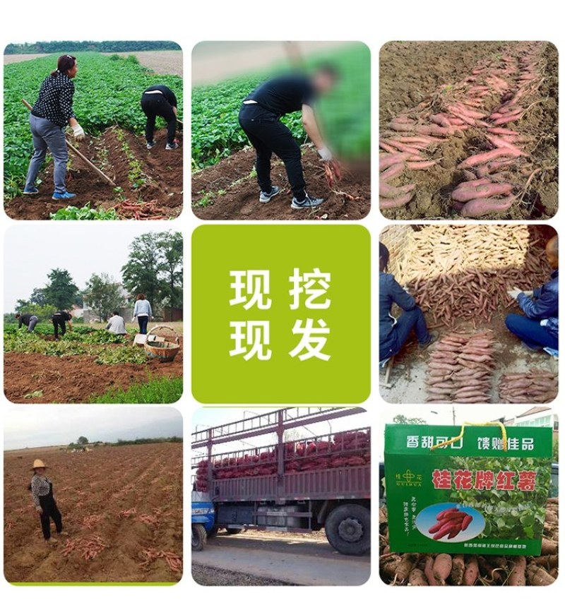 红薯秦薯五号