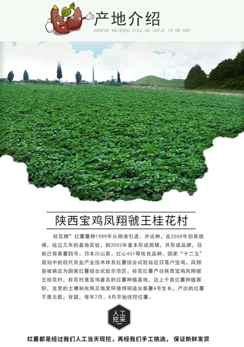 红薯秦薯五号