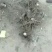 泡桐苗基地直接供应批发各种规格的泡桐苗。两公分。至十公分